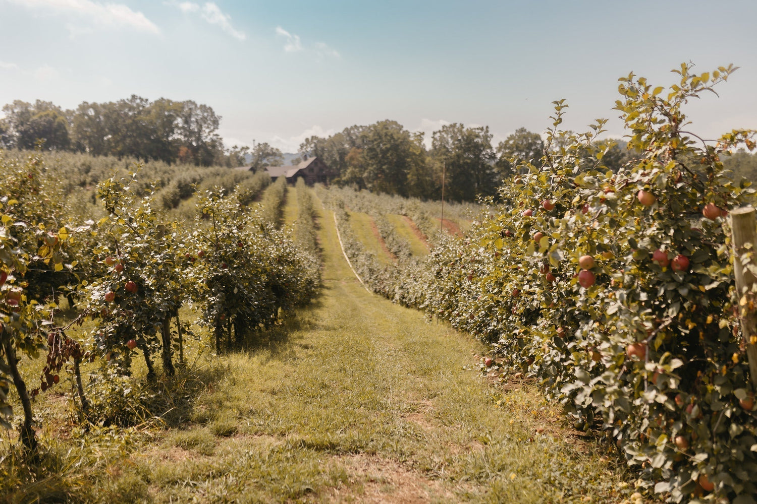Apple Orchards Farm Land