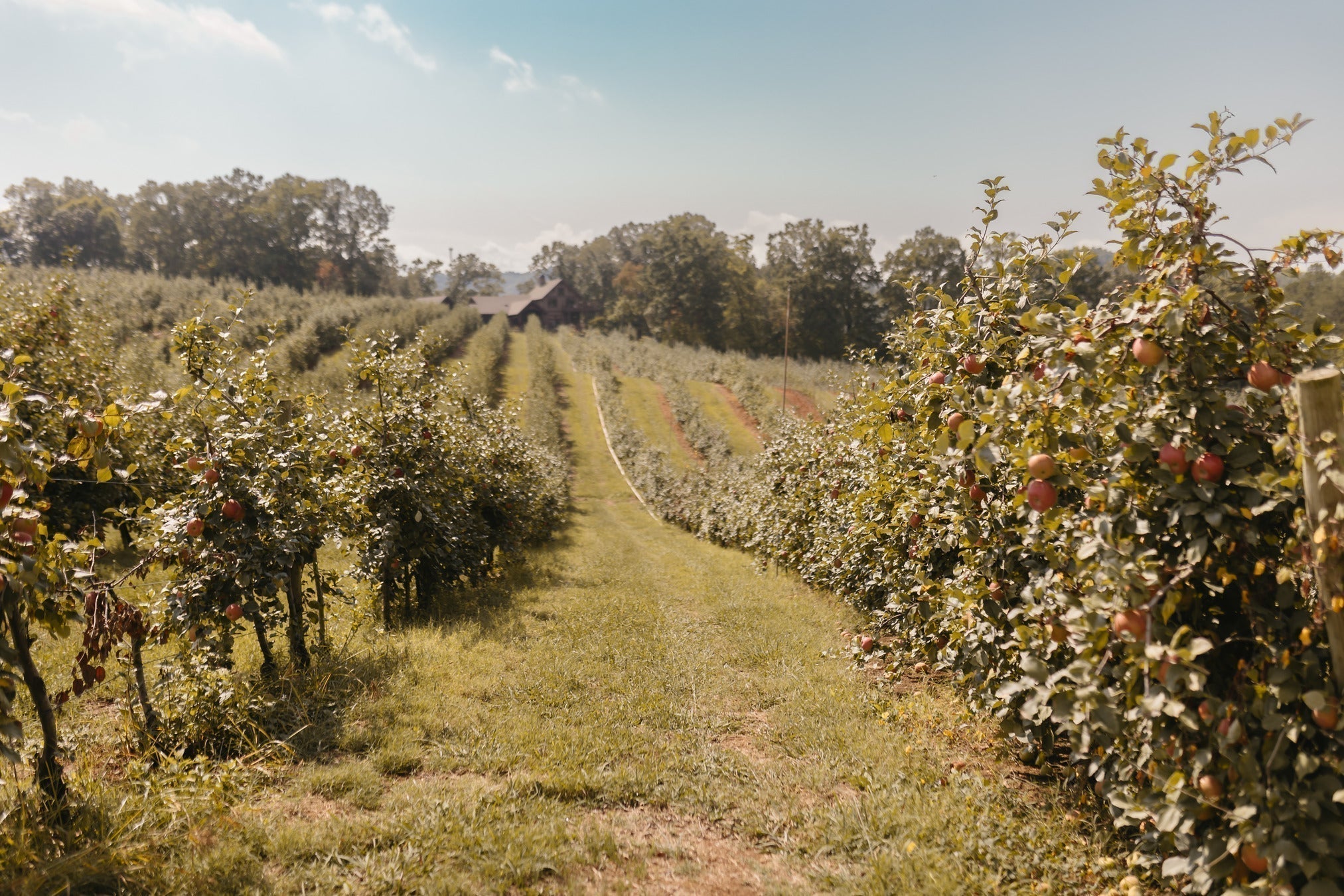 Apple Orchards Farm Land